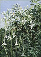 Foliage Flowers and Fruit of Millingtonia Hortensis By Marianne North
