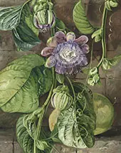 Foliage Flowers and Fruit of The Granadilla Jamaica By Marianne North