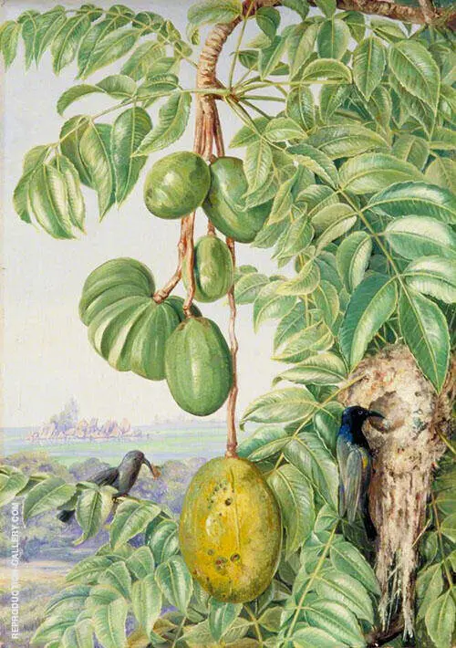 Fruit de Cythere and Sugar Birds and Nest Seychelles By Marianne North