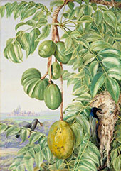 Fruit de Cythere and Sugar Birds and Nest Seychelles By Marianne North