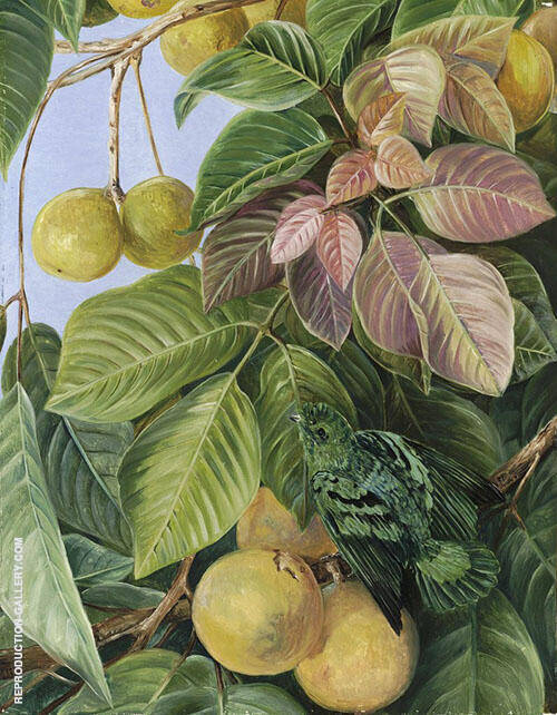 Fruit of Sandoricum and Green Gaper Borneo | Oil Painting Reproduction
