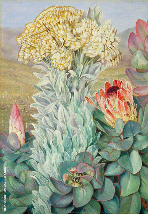 Giant Everlasting and Protea on The Hills Near Port Elizabeth 1882 | Oil Painting Reproduction