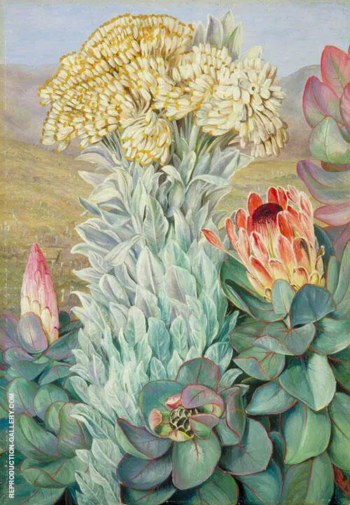 Giant Everlasting and Protea on The Hills Near Port Elizabeth 1882 By Marianne North