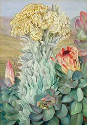 Giant Everlasting and Protea on The Hills Near Port Elizabeth 1882 By Marianne North