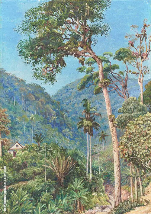 Glimpse of mr Weilhorns House at Petropolis Brazil 1880 By Marianne North