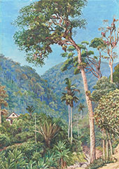 Glimpse of mr Weilhorns House at Petropolis Brazil 1880 By Marianne North