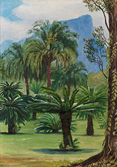 Group of Sago Yielding Cycads in The Botanic Garden at Rio Janeiro 1880 By Marianne North