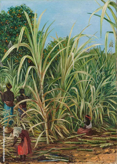 Harvesting The Sugar Cane in Minas Geraes Brazil 1880 By Marianne North