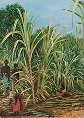 Harvesting The Sugar Cane in Minas Geraes Brazil 1880 By Marianne North