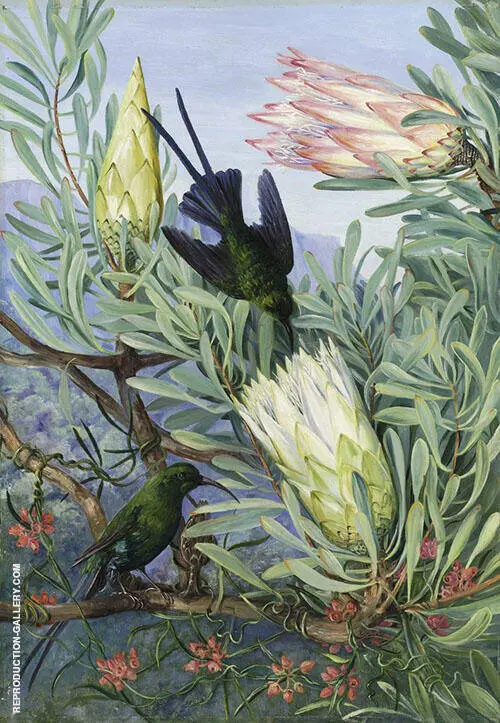 Honeyflowers and Honeysuckers South Africa 1882 By Marianne North