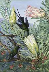 Honeyflowers and Honeysuckers South Africa 1882 By Marianne North