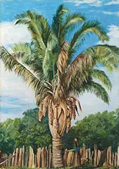 Indian Palm at Sette Lagoa Brazil 1880 By Marianne North