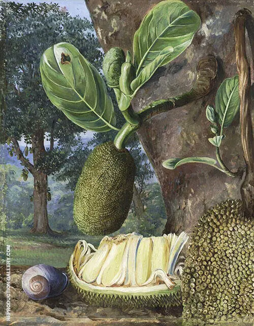 Jak Fruit Singapore By Marianne North