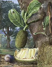 Jak Fruit Singapore By Marianne North