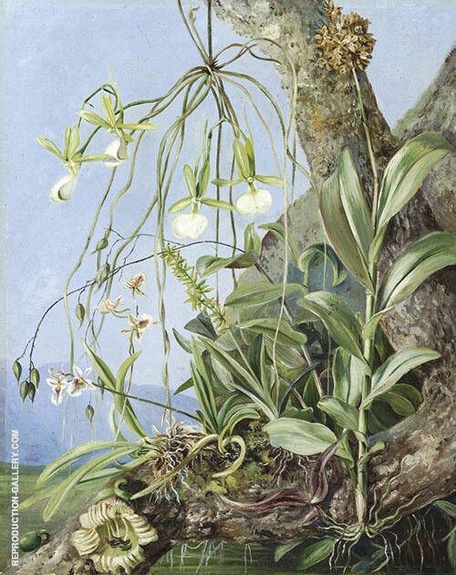 Jamaica Orchids Growing on a Branch of The Calabash Tree | Oil Painting Reproduction