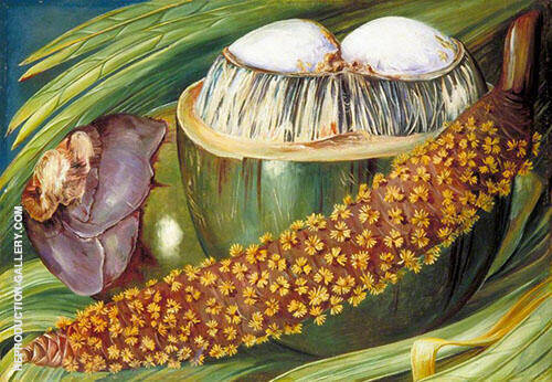 Male Inflorescence and Ripe Nuts of The Coco De Mer Seychelles 1883 | Oil Painting Reproduction