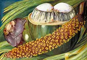 Male Inflorescence and Ripe Nuts of The Coco De Mer Seychelles 1883 By Marianne North