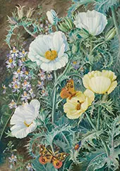 Mexican Poppies Chilian Schizanthus and Insects By Marianne North