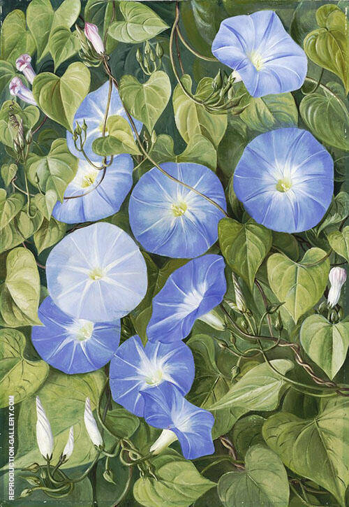 Morning Glory Natal by Marianne North | Oil Painting Reproduction