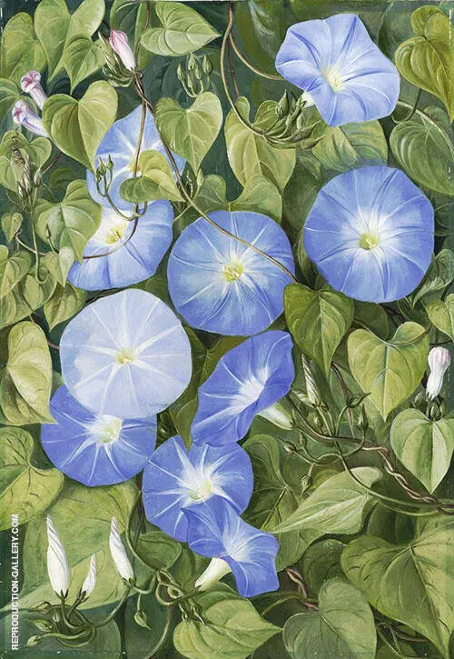 Morning Glory Natal By Marianne North