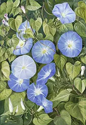 Morning Glory Natal By Marianne North