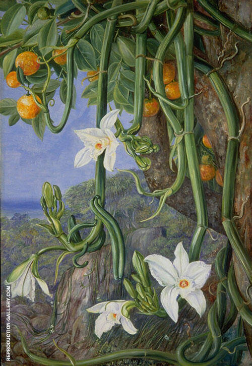 Native Vanilla Hanging from The Wile Orange Praslin Seychelles | Oil Painting Reproduction