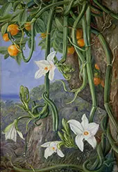 Native Vanilla Hanging from The Wile Orange Praslin Seychelles By Marianne North
