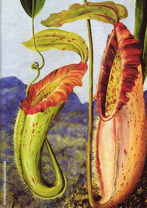Nepenthes Northiana by Marianne North | Oil Painting Reproduction