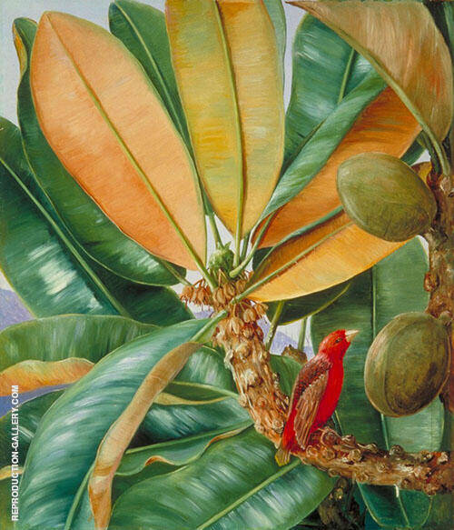 Northia Hornei Foliage Flowers and Fruit of The Capucin Tree of The Seychelles | Oil Painting Reproduction