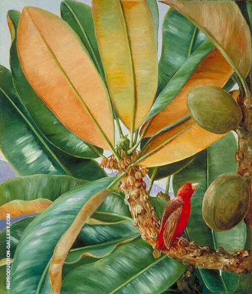 Northia Hornei Foliage Flowers and Fruit of The Capucin Tree of The Seychelles By Marianne North