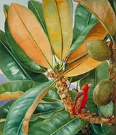 Northia Hornei Foliage Flowers and Fruit of The Capucin Tree of The Seychelles By Marianne North