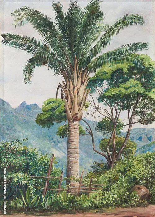 Oil Palm at Tijuca Brazil 1880 By Marianne North