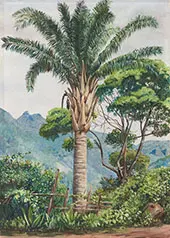 Oil Palm at Tijuca Brazil 1880 By Marianne North
