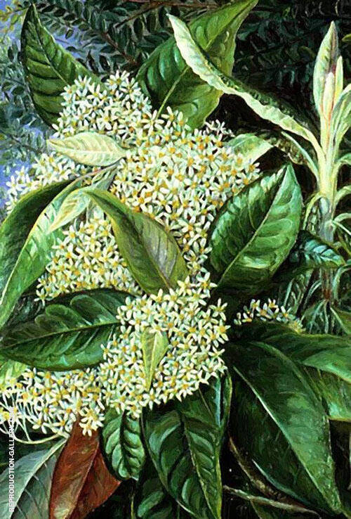 Olearia Argophylla by Marianne North | Oil Painting Reproduction