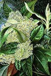 Olearia Argophylla By Marianne North