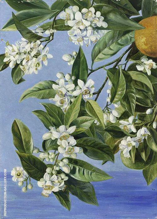 Orange Flowers and Fruits Painted in Teneriffe By Marianne North