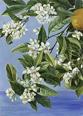 Orange Flowers and Fruits Painted in Teneriffe By Marianne North