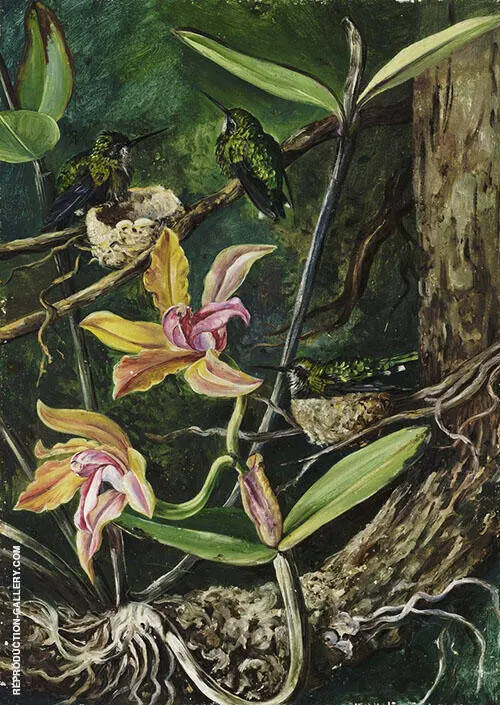 Orchid and Humming Birds Brazil By Marianne North
