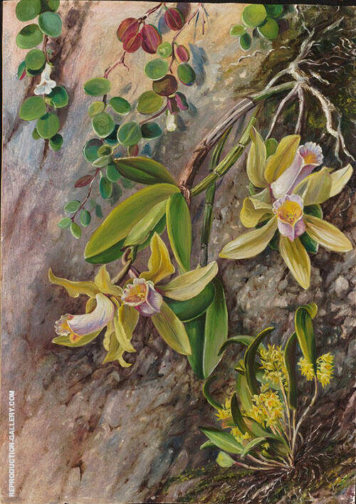 Orchids and Creeper on Water Worn Boulders in The Bay of Rio Janeiro Brazil 1880 | Oil Painting Reproduction