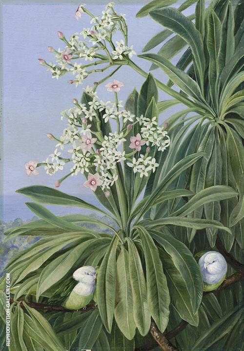 Ordeal Plant or Tanghin and Parokeets of Madagasear | Oil Painting Reproduction