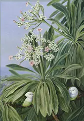 Ordeal Plant or Tanghin and Parokeets of Madagasear By Marianne North