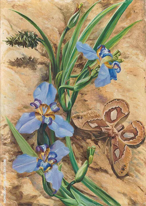 Palma de Santa Rita and Atlas Moth Brazil 1880 By Marianne North