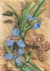 Palma de Santa Rita and Atlas Moth Brazil 1880 By Marianne North