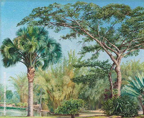 Palm Bamboos and India Rubber Trees in The Botanic Garden Rio 1880 By Marianne North