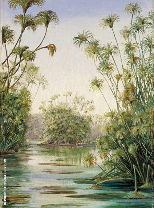 Papyrus or Paper Reed Growing in The Ciane Sicily 1870 | Oil Painting Reproduction