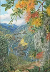 Parasites on Beech Trees Chili 1880 By Marianne North