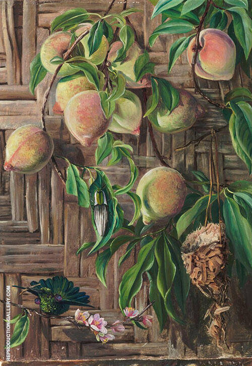 Peaches and Humming Birds Brazil 1880 | Oil Painting Reproduction