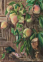 Peaches and Humming Birds Brazil 1880 By Marianne North