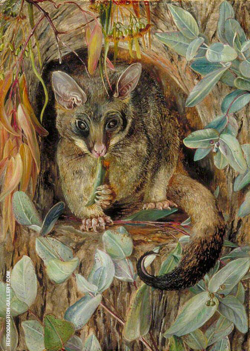 Possum up a Gum Tree 1880 by Marianne North | Oil Painting Reproduction