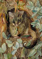 Possum up a Gum Tree 1880 By Marianne North